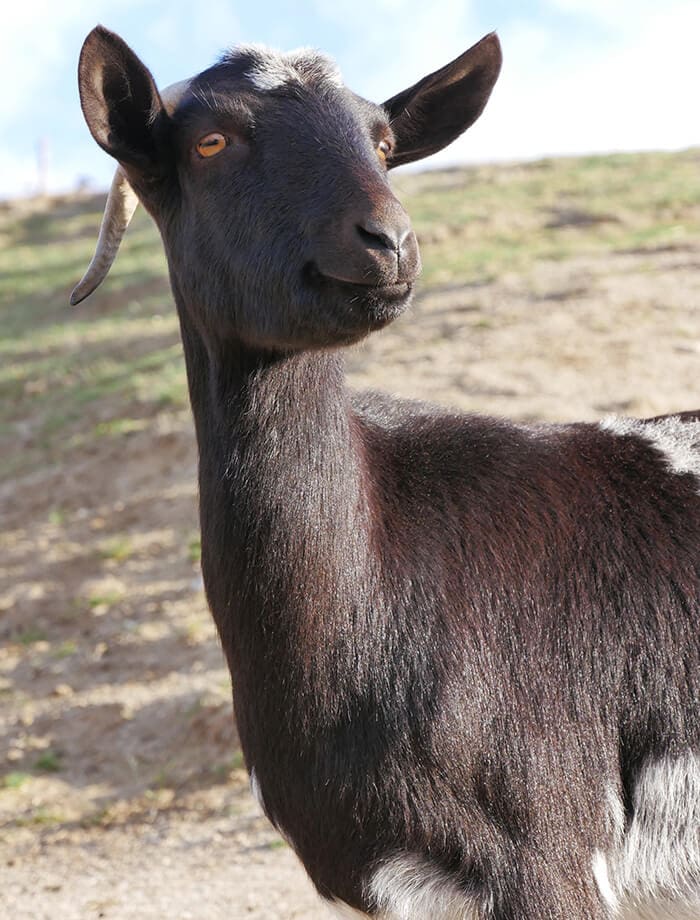 Abril la chèvre attend d'être parrainée au Santuario Vegan