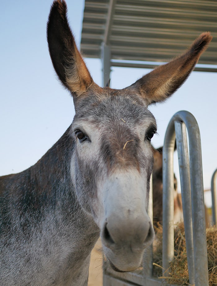Hansel the donkey is waiting to be sponsored at Santuario Vegan.