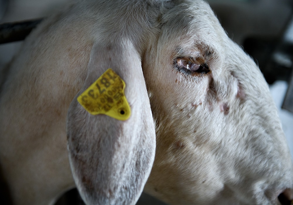 lucha maltrato animal ovejas 13