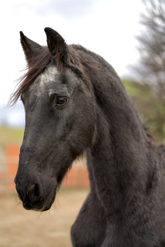 Sponsor a rescued horse