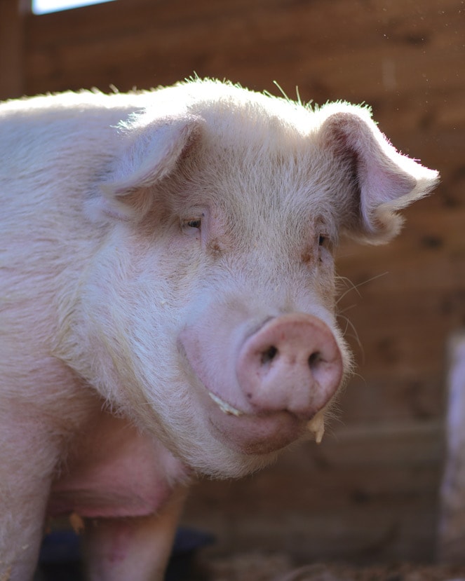 Sponsor rescued pig sanctuary animals