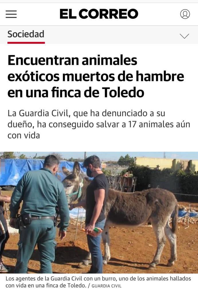 Sabanero, un burro anciano rescatado en Fundación santuario vegan