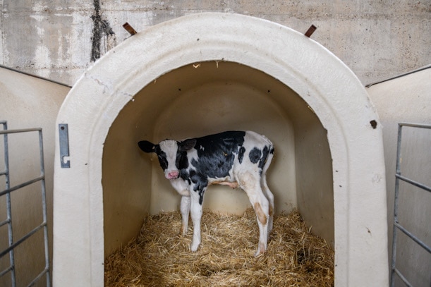 Caged calf