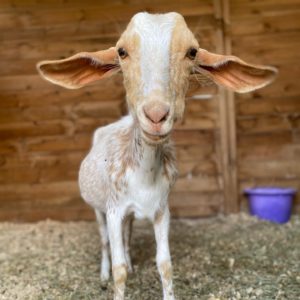 Cheryl, una cabra intersexual que vive en Fundación Santuario vegan