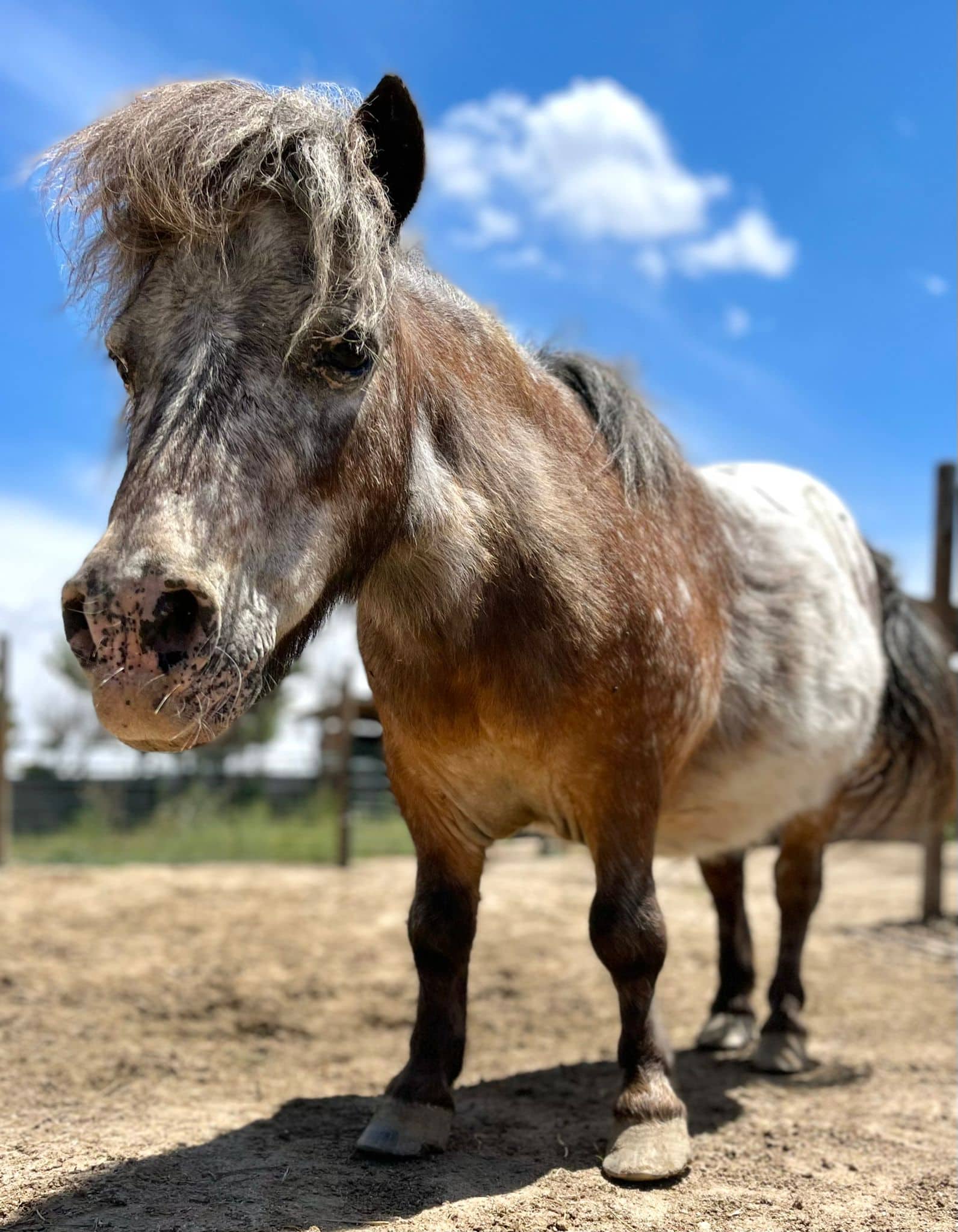 Algarrobo, un pony de feria rescatado