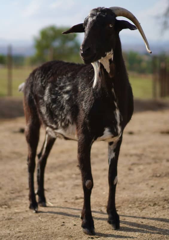 Sponsor goat Alfonsito
