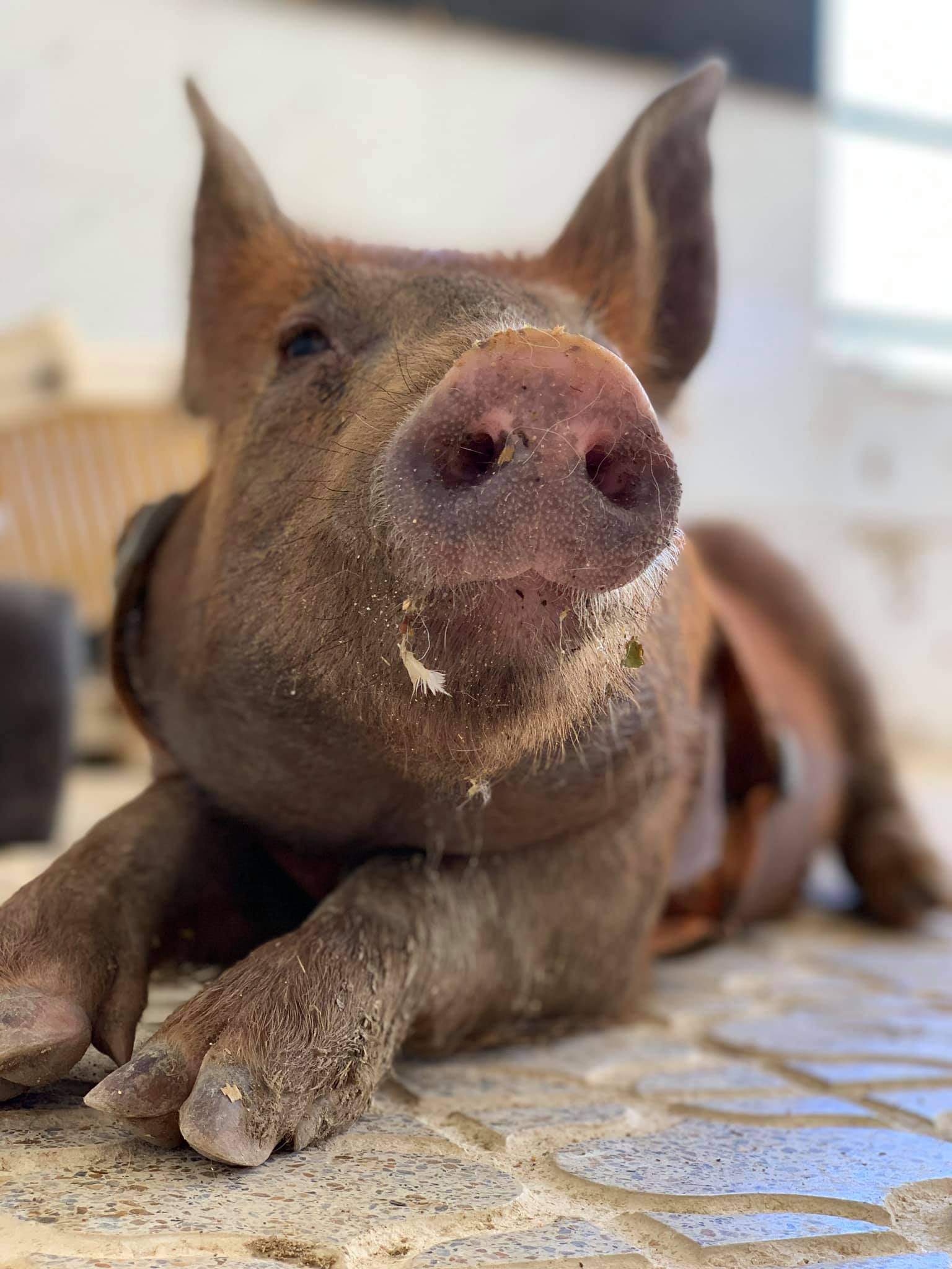 Cerdo rescatado Pancho