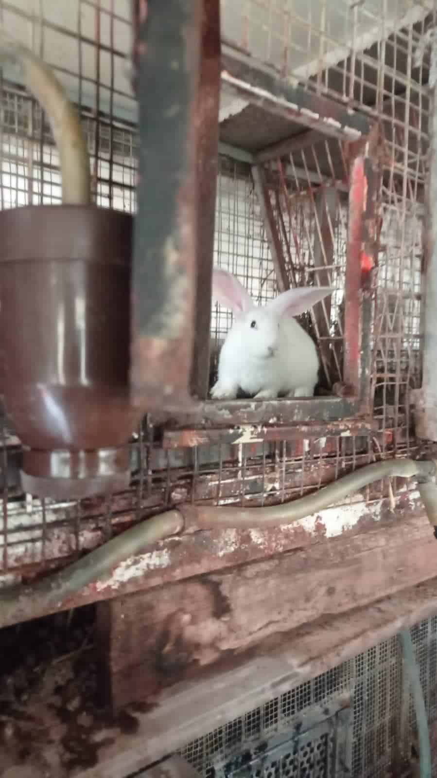 Rescate granja conejos