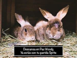 Conejos Sprite y Woody