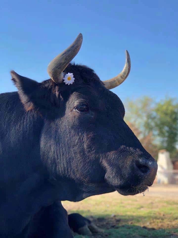 Vaca Haryana