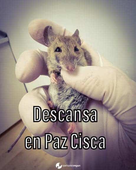 Ratón Cisca