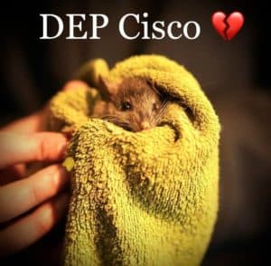 Rata Cisco