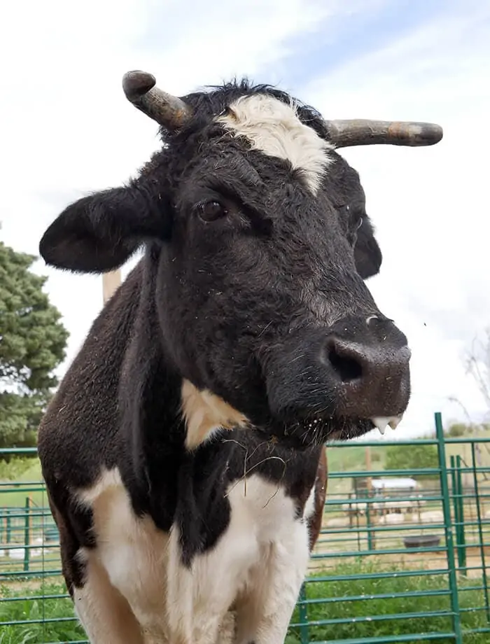 La vaca Carmen espera para ser apadrinada en Santuario Vegan