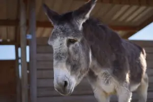 Apadrina Burro Sabanero