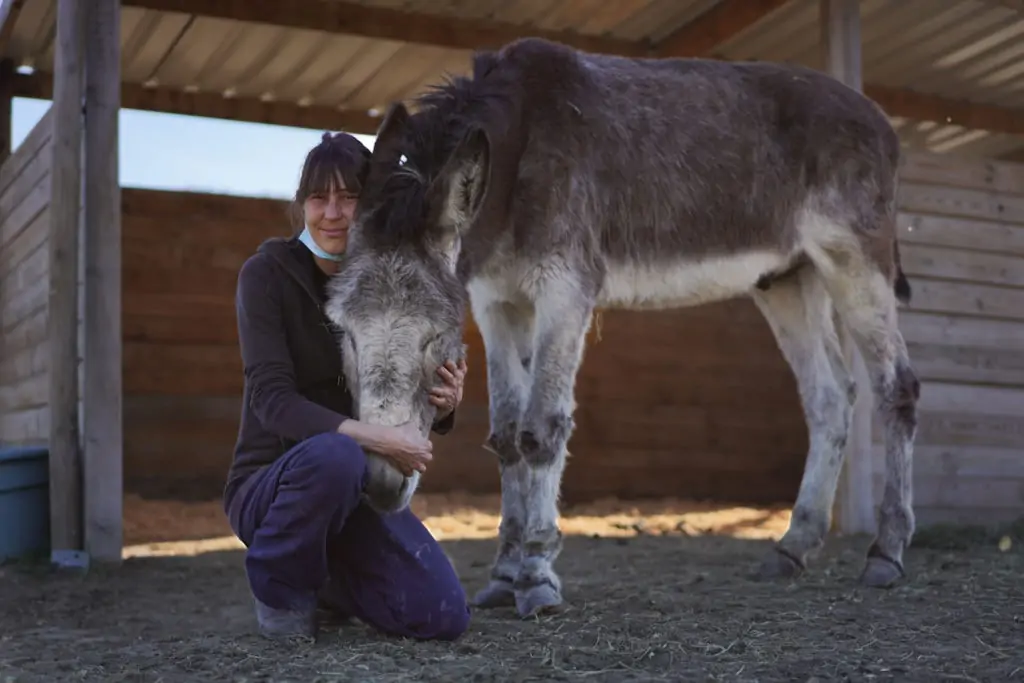 Sabanero, un burro anciano rescatado en Fundación santuario vegan