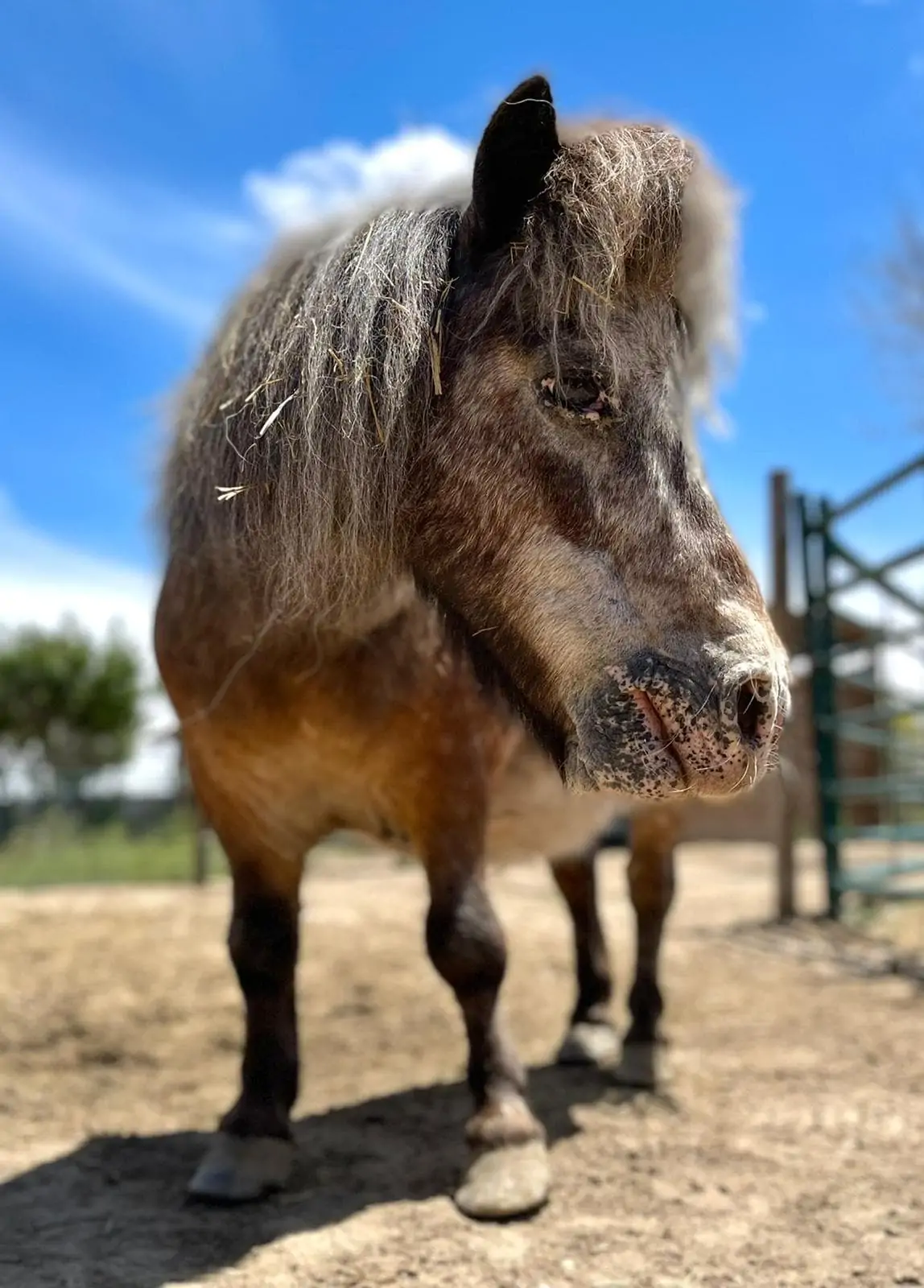 Algarrobo, un pony de feria rescatado