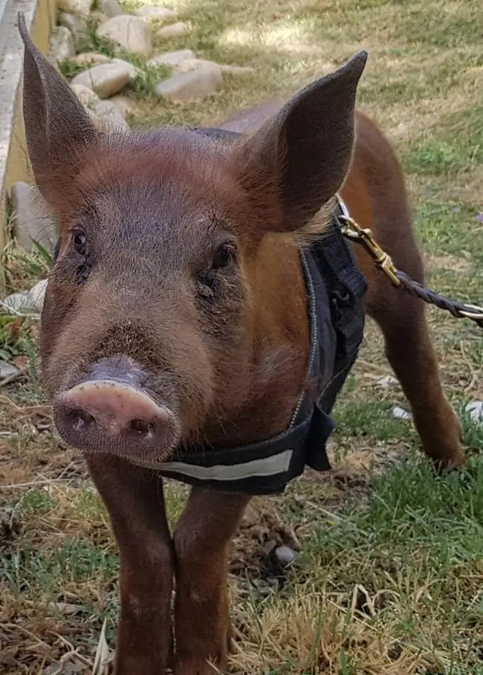 Cerdo rescatado Pancho