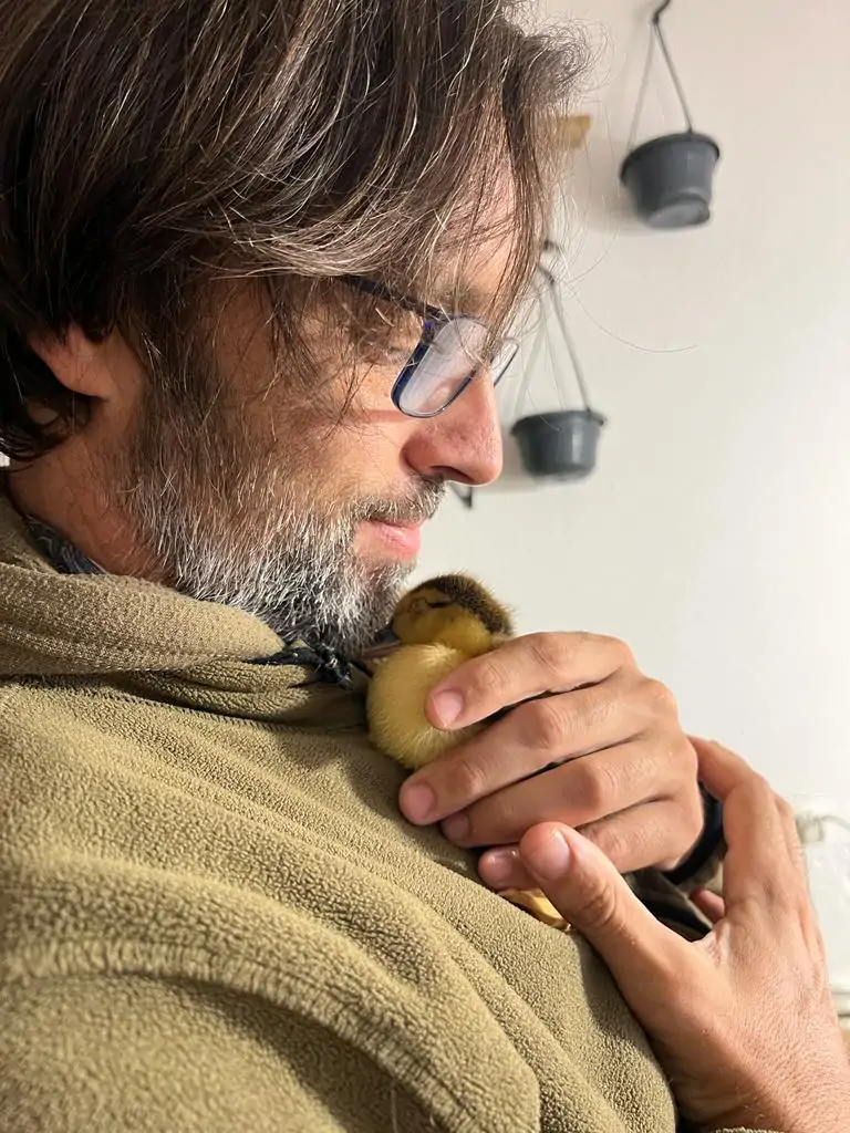 la ternura y agradecimiento de un bebe pato a su cuidador